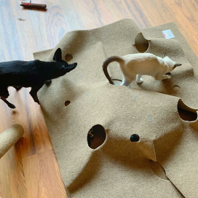 Cat Activity Play Mat: Ripple Rug Unboxing Arrival Video - Floppycats 
