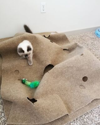 SnugglyCat Ripple Rug Cat Activity Play Mat